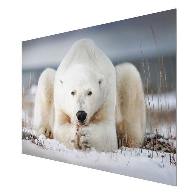 Aluminium Dibond schilderijen Contemplative Polar Bear