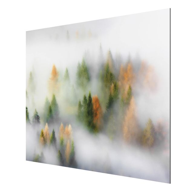 Aluminium Dibond schilderijen Cloud Forest In Autumn