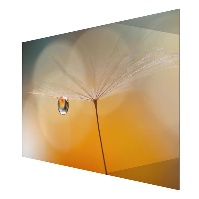 Aluminium Dibond schilderijen Dandelion In Orange