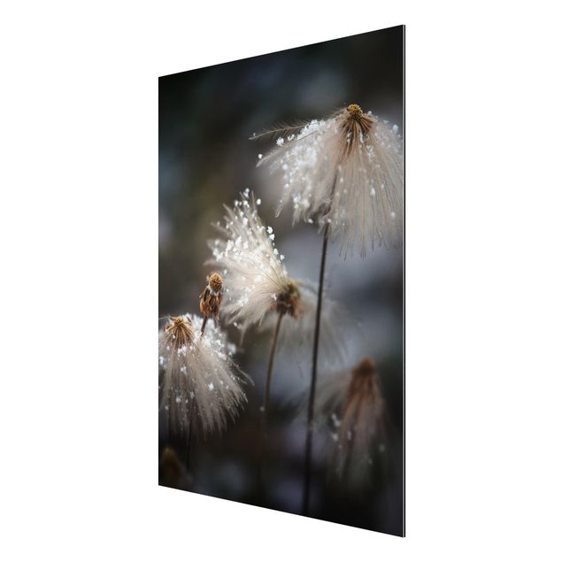 Aluminium Dibond schilderijen Dandelions With Snowflakes