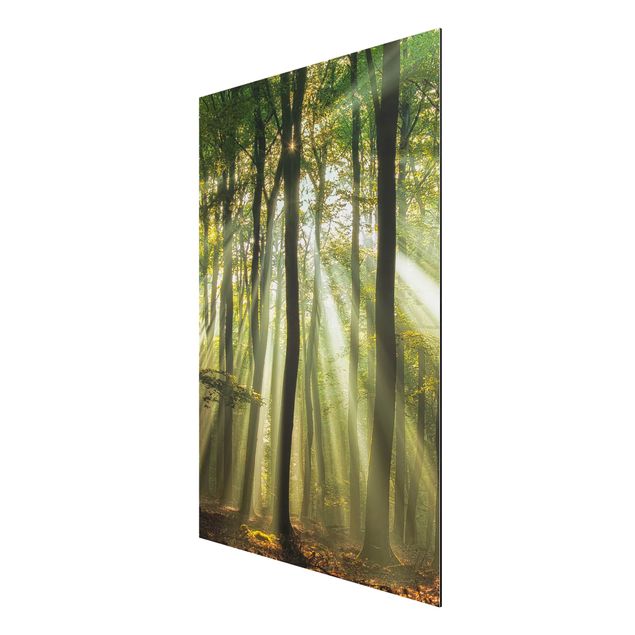 Aluminium Dibond schilderijen Sunny Day In The Forest