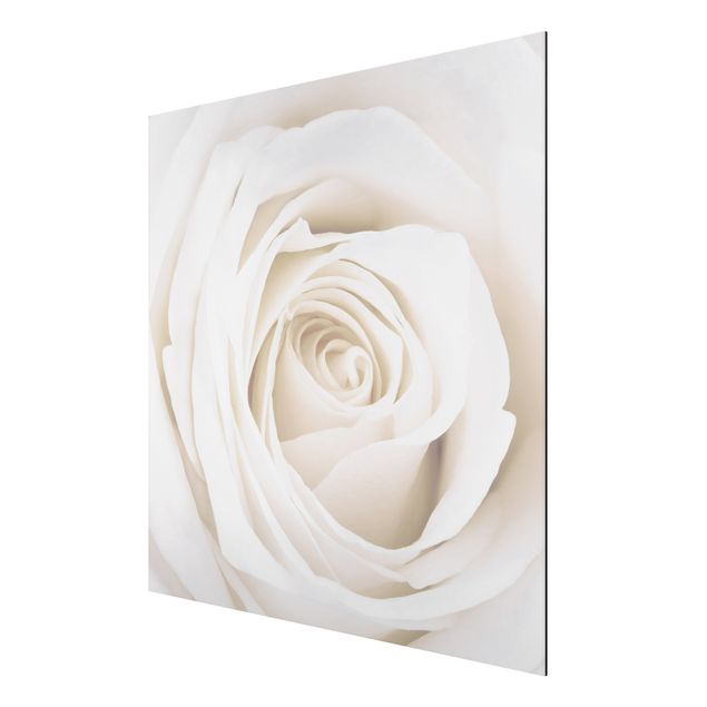 Aluminium Dibond schilderijen Pretty White Rose