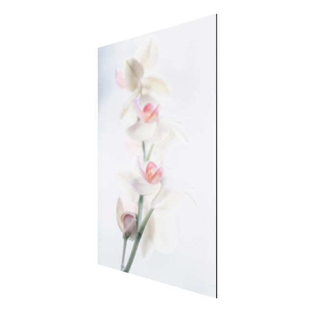 Aluminium Dibond schilderijen Delicate Orchid