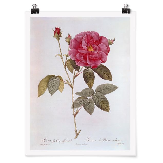 Posters Pierre Joseph Redoute - Apothecary's Rose