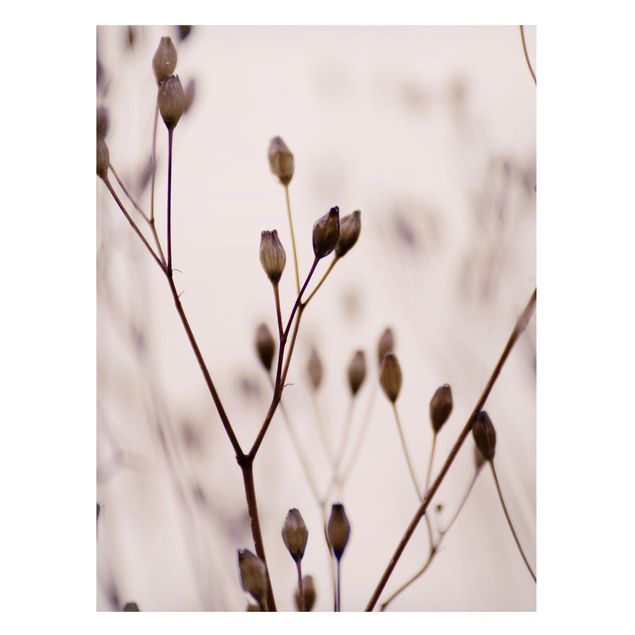 Magneetborden Dark Buds On Wild Flower Twig