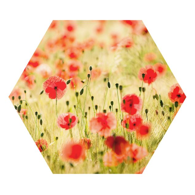 Hexagons Forex schilderijen Summer Poppies