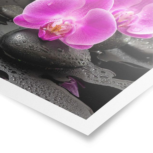 Posters Pink Orchid Flower On Stones With Drops