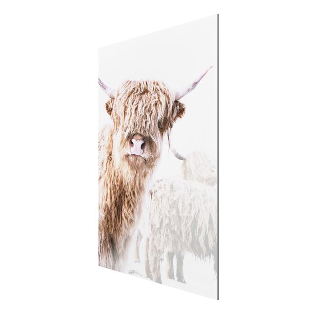 Aluminium Dibond schilderijen Highland Cattle Karlo