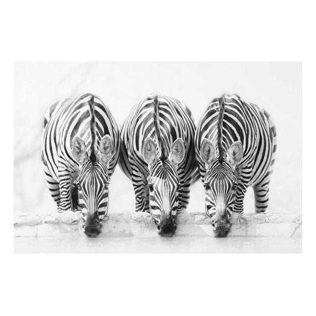 Forex schilderijen Zebra Trio In Black And White