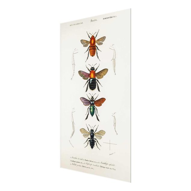 Glasschilderijen Vintage Board Insects