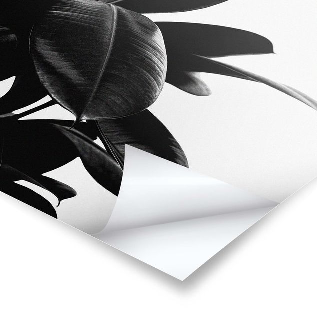 Posters Rubber Tree Black And White