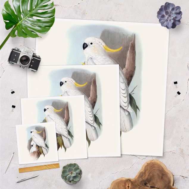 Posters Pastel Parrots III