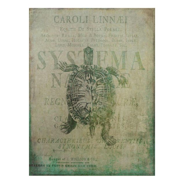 Houten schilderijen Vintage Collage - Antique Turtle