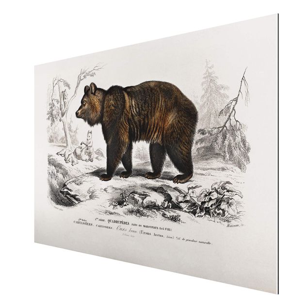 Aluminium Dibond schilderijen Vintage Board Brown Bear