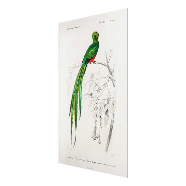 Glasschilderijen Vintage Board Tropical Bird I
