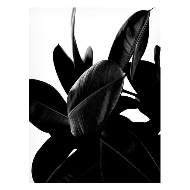 Magneetborden Rubber Tree Black And White