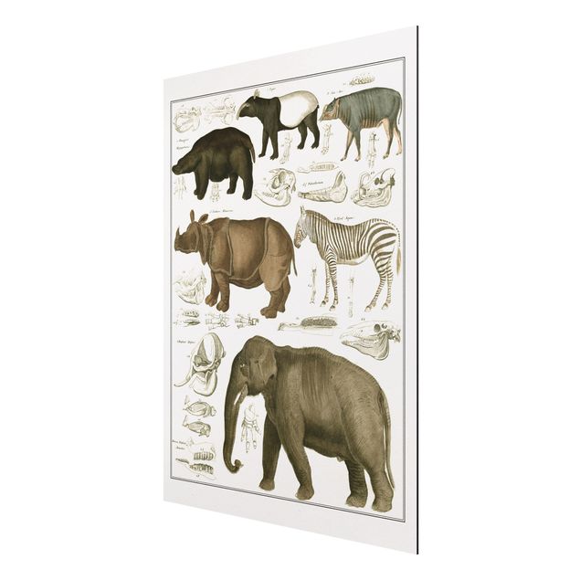 Aluminium Dibond schilderijen Vintage Board Elephant, Zebra And Rhino
