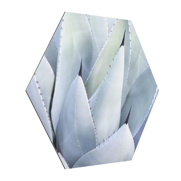 Hexagons Aluminium Dibond schilderijen Agave