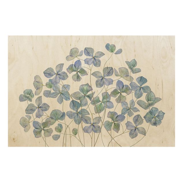 Houten schilderijen Blue Hydrangea Flowers