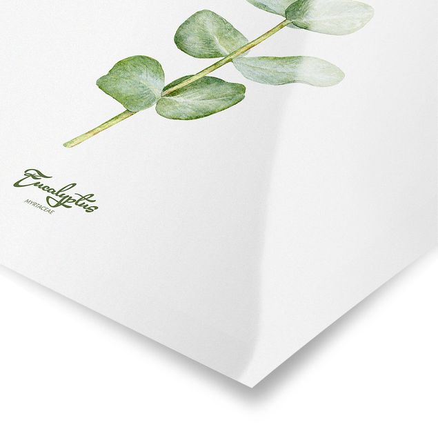 Posters Watercolour Botany Eucalyptus