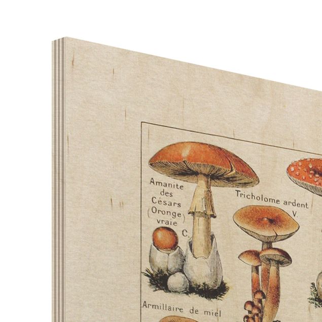 Houten schilderijen Vintage Board Mushrooms