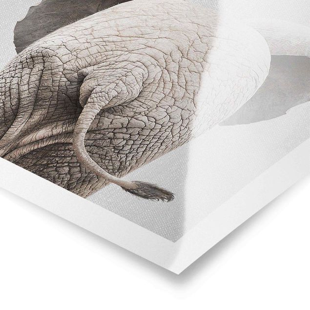 Poster - Baby Elefant von hinten - Quadrat 1:1