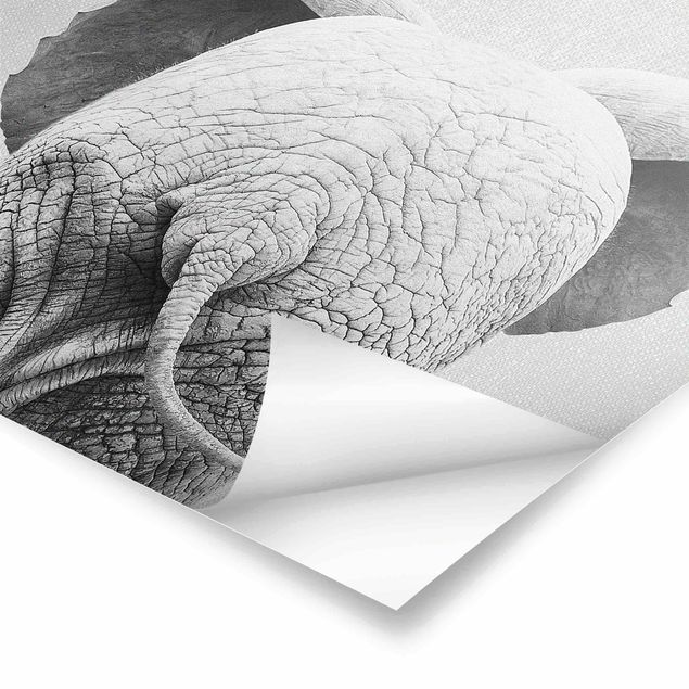 Poster - Baby Elefant von hinten Schwarz Weiß - Quadrat 1:1