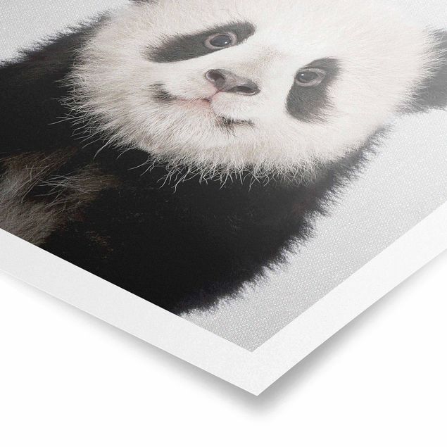 Poster - Baby Panda Prian - Quadrat 1:1