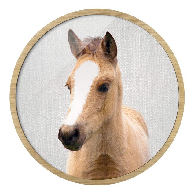 Rond schilderijen Baby Horse Philipp