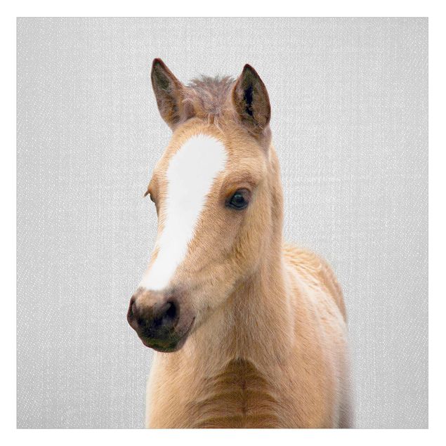 Raamfolie - Baby Horse Philipp