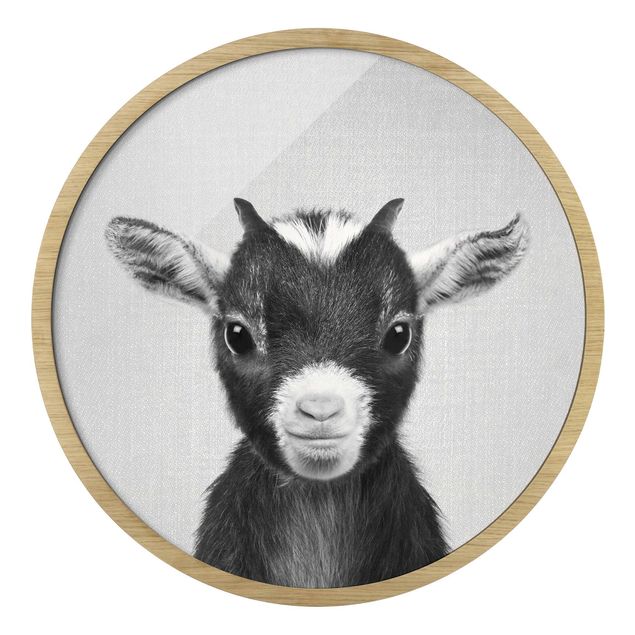 Rond schilderijen Baby Goat Zelda Black And White