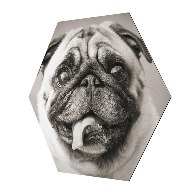 Hexagons Aluminium Dibond schilderijen Funny Pug