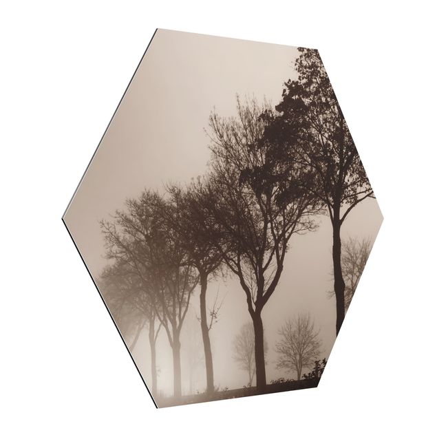 Hexagons Aluminium Dibond schilderijen Tree Avanue In Morning Mist