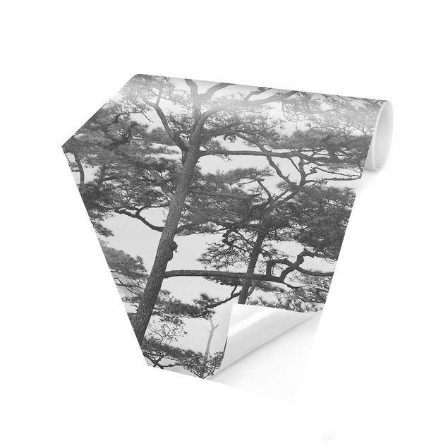 Hexagon Behang Treetops In Fog Black And White