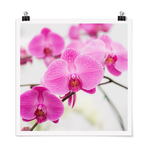 Posters Close-Up Orchid