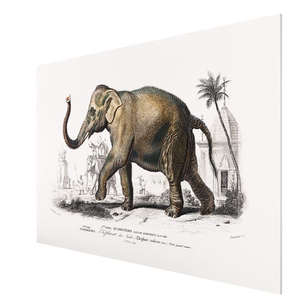 Forex schilderijen Vintage Board Elephant