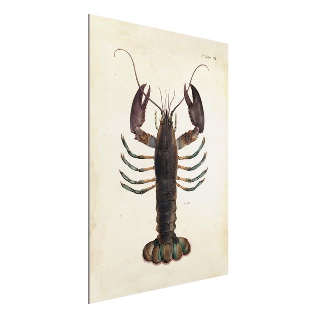 Aluminium Dibond schilderijen Vintage Illustration Lobster