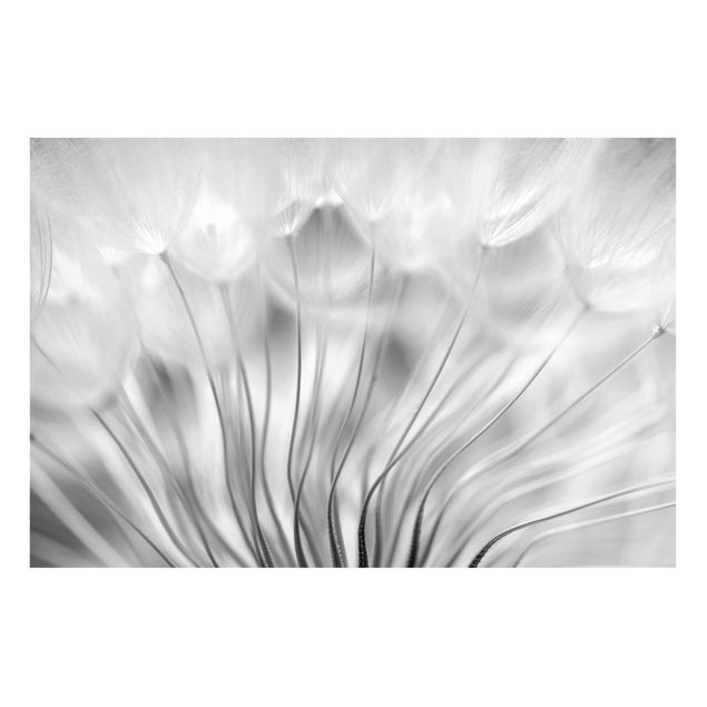 Magneetborden Beautiful Dandelion Black And White