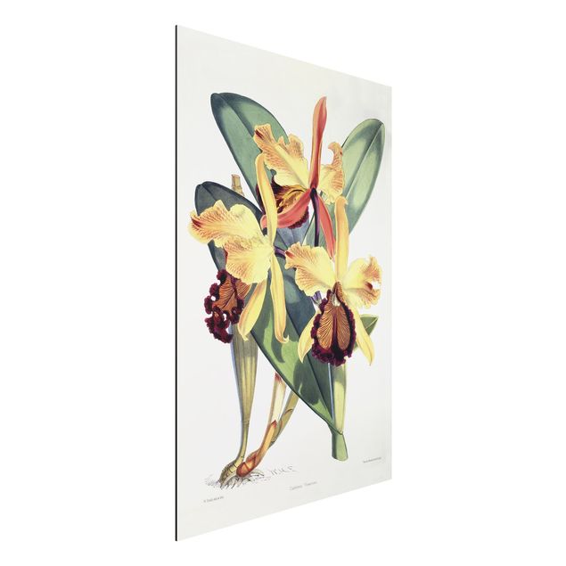 Aluminium Dibond schilderijen Walter Hood Fitch - Orchid