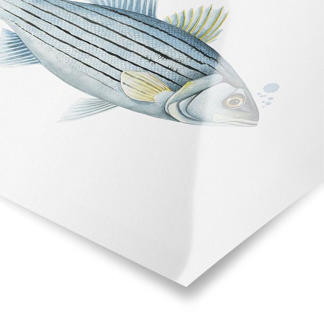 Posters Color Catch - White Perch