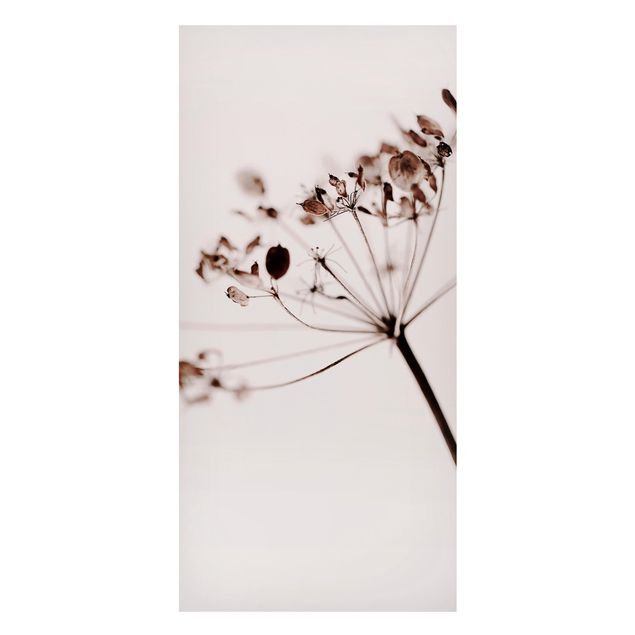 Magneetborden Macro Image Dried Flowers In Shadow