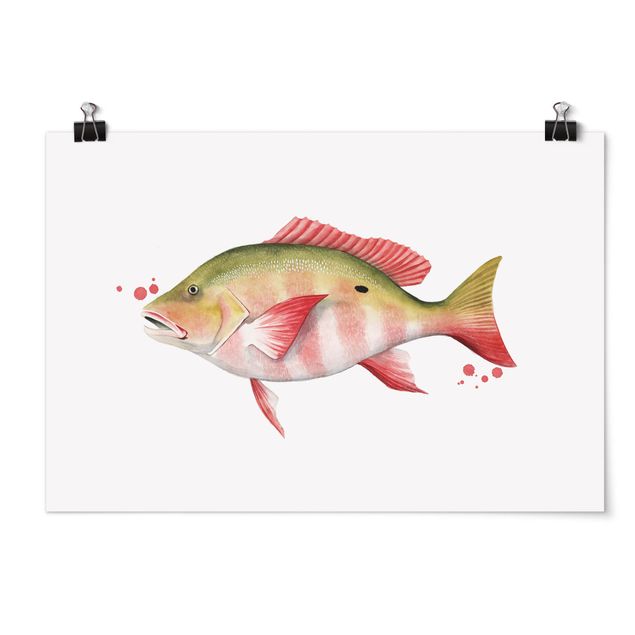 Posters Color Catch - Northern Red Snapper