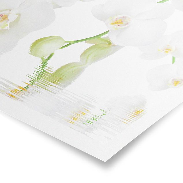 Posters Spa Orchid - White Orchid