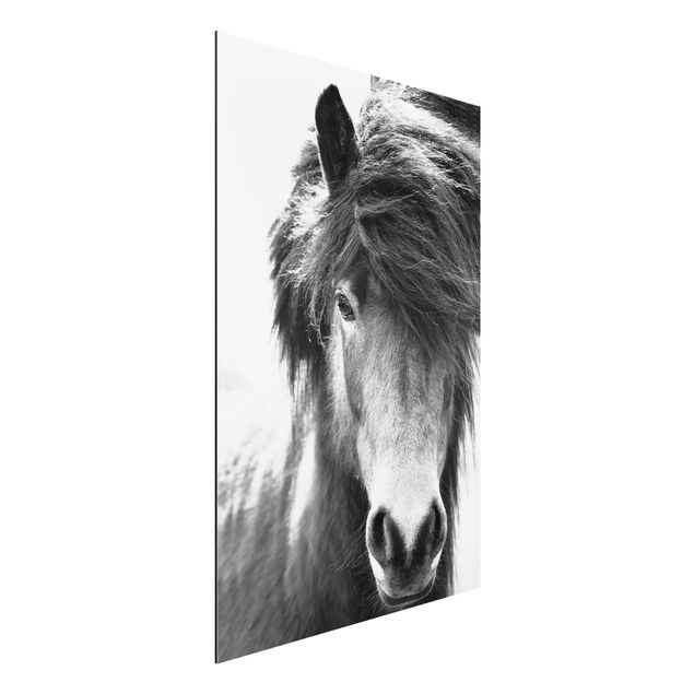 Aluminium Dibond schilderijen Icelandic Horse In Black And White