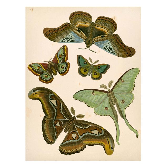 Magneetborden Vintage Illustration Exotic Butterflies II