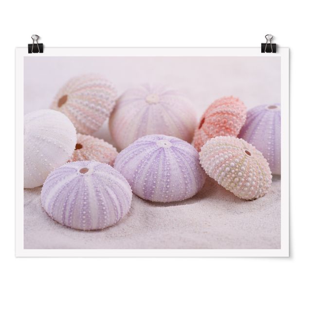 Posters Sea Urchin In Pastel