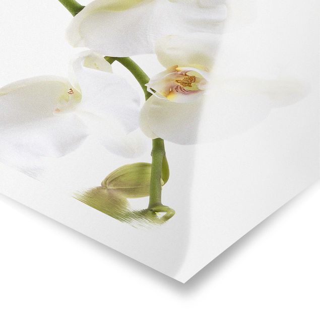 Posters White Orchid Waters