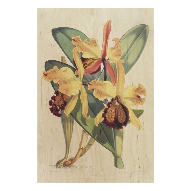 Houten schilderijen Walter Hood Fitch - Orchid