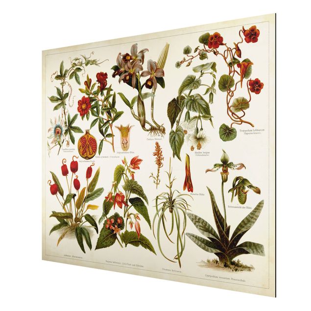 Aluminium Dibond schilderijen Vintage Board Tropical Botany II