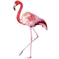 Raamstickers Pink Flamingo
